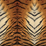 Motif créatif <span data-wg-notranslate>Tiger</span> réalisé par nos soins spécialement pour customiser et sublimer votre prothèse tibiale, prothèse fémorale, prothèse bras, manchon, ou votre orthèse, corset, corset siège, cruro-pédieuse, releveur, prepreg.