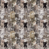 Little Cats